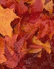 Fall Leaves