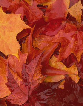 Fall Leaves