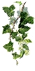 ivy