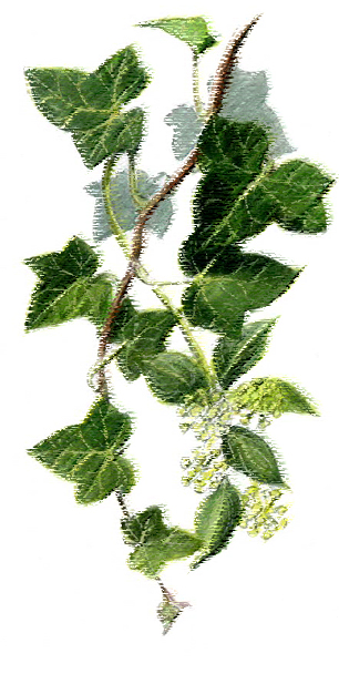 ivy