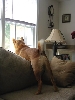 Jasper On Guard