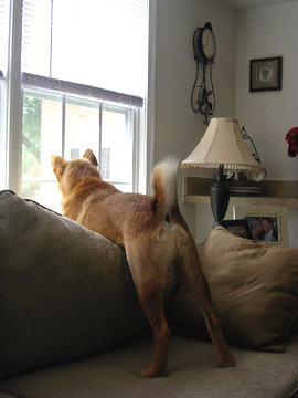 Jasper On Guard