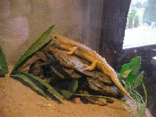 Skinky 1