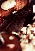 My bloody devil