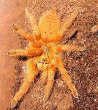 big yellow beast