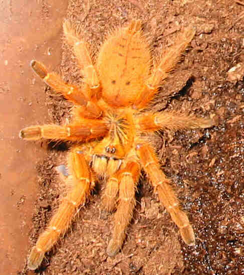 big yellow beast