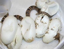 False Water Cobra Eggs