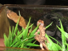 Hatchling R. ciliatus