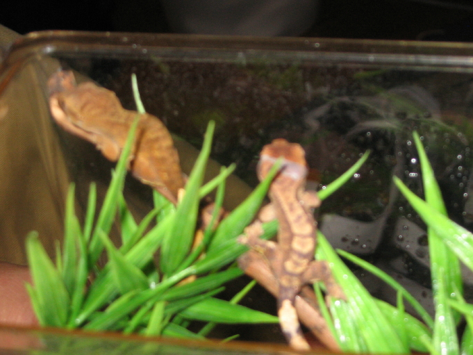 Hatchling R. ciliatus
