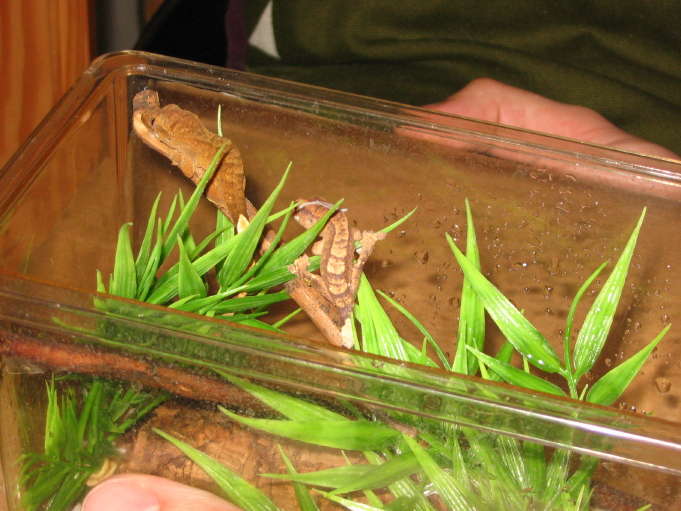Hatchling R. ciliatus