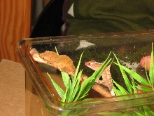 Hatchling R. ciliatus
