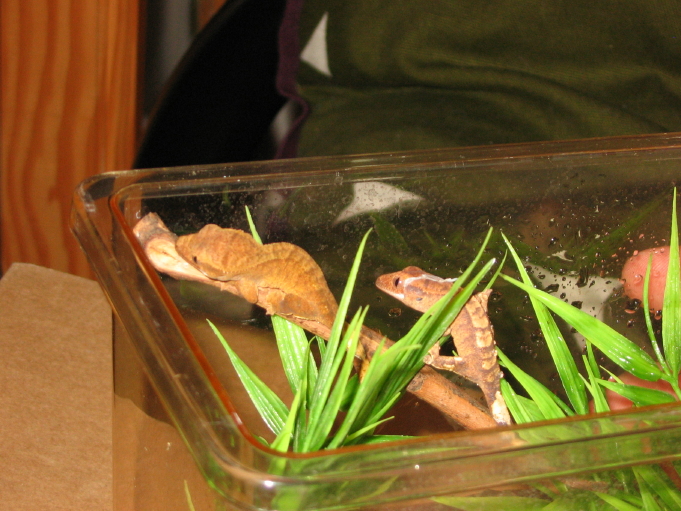 Hatchling R. ciliatus