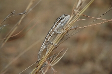 Chameleo (triceros) bitaeniatus