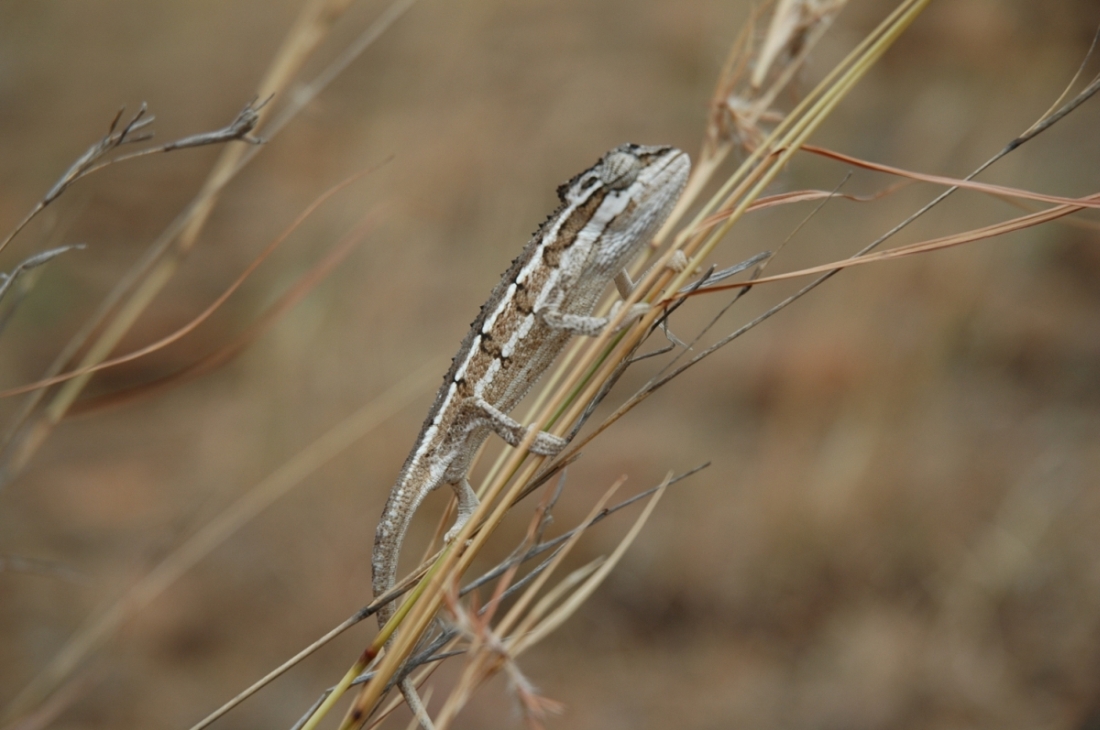 Chameleo (triceros) bitaeniatus
