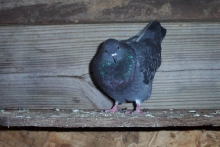 Sonic the Pigeon