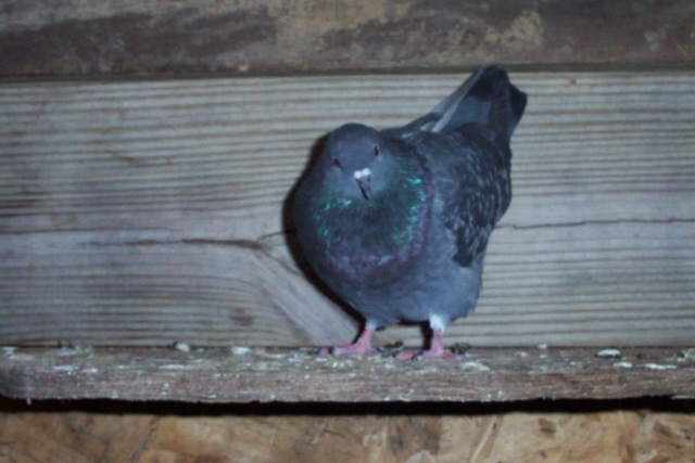 Sonic the Pigeon