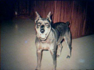 D.J.   1995-2004  (passed 1 month after Regi)