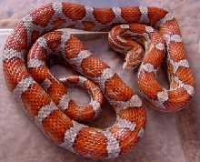 Hypo Miami