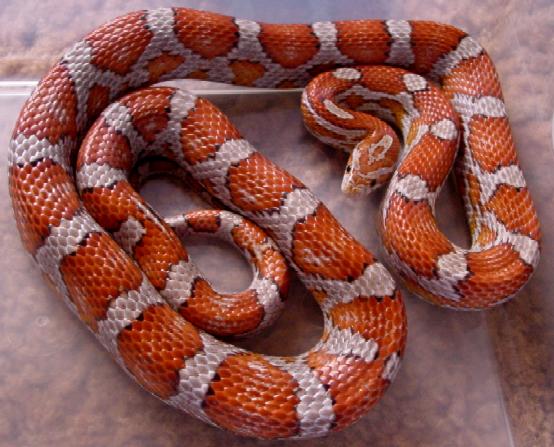 Hypo Miami