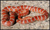 Hypo Miami