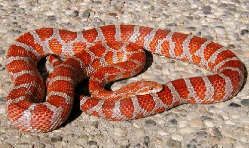 Hypo Miami