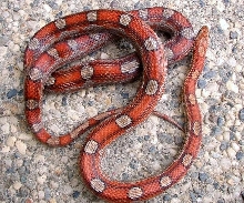 Miami motley