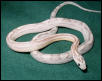 ghost stripe mot