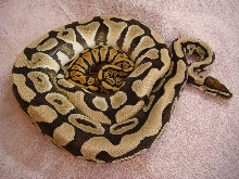 adult male desert and son