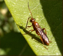 What beetle is this?