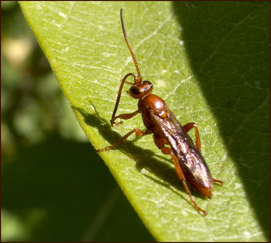 What beetle is this?