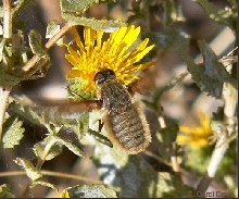 What fly or bee is this?