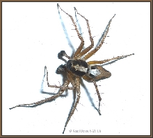 Crab Spider?