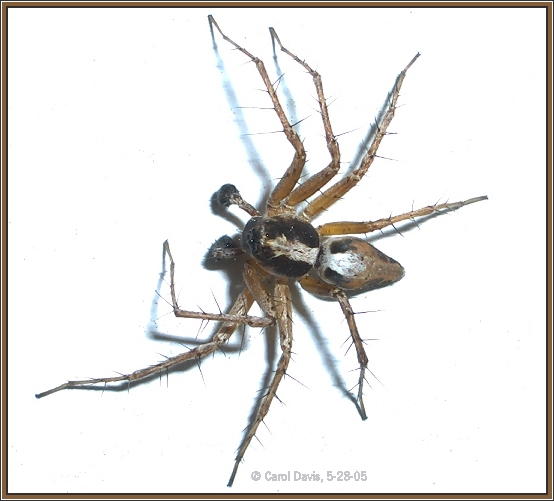 Crab Spider?