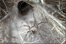 Wolf Spider of Antelope Island