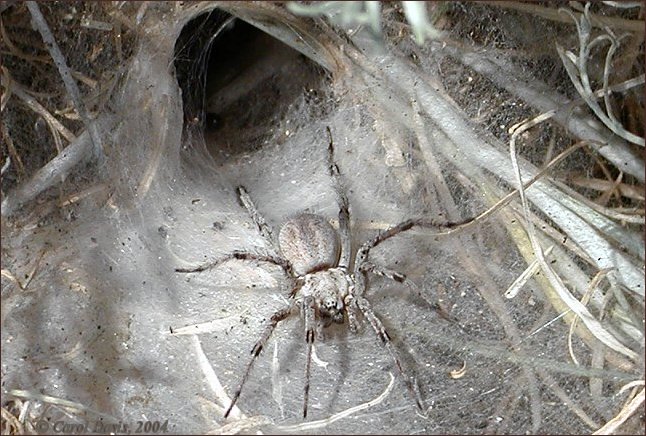 Wolf Spider of Antelope Island