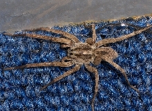 Wolf Spider