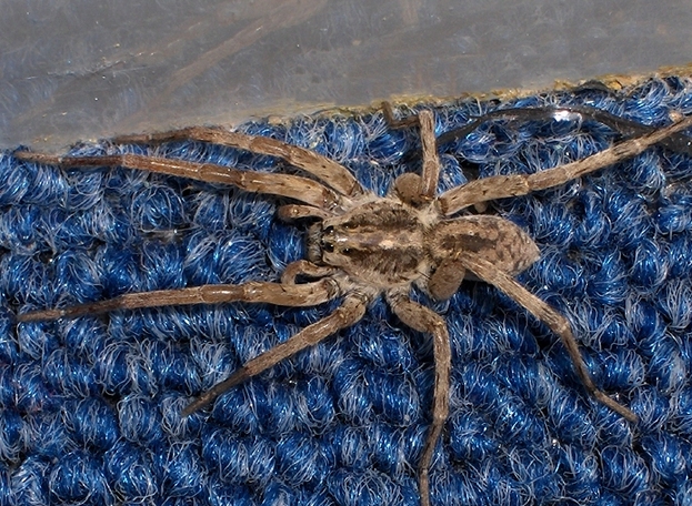 Wolf Spider