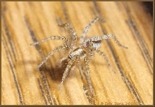 What's this spider?