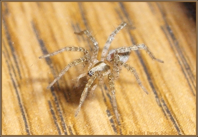 What's this spider?