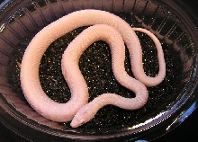 Pit. cat. Affinis 'blizzard'