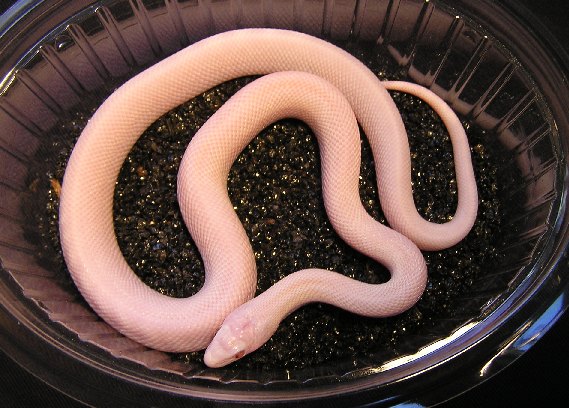 Pit. cat. Affinis 'blizzard'