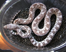 Pit. cat. Affinis 'ghost'