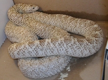 Pituophis mel. Sayi 'ghost'