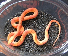 'cube' cornsnake