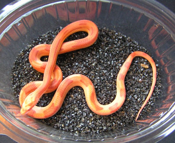 'cube' cornsnake