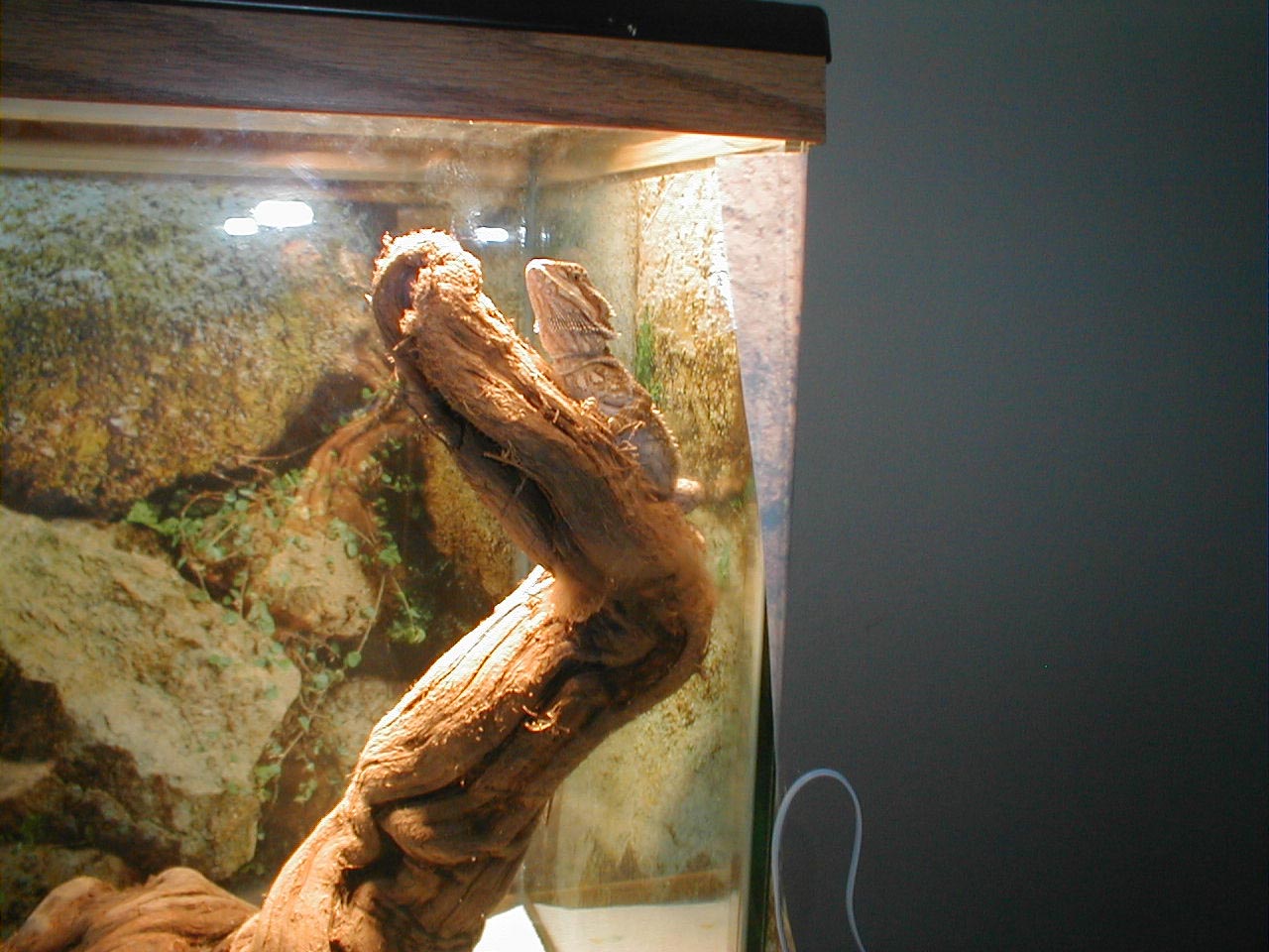 basking