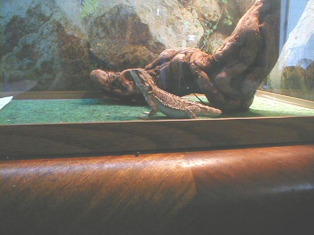 steve