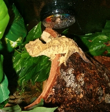 Our new Crestie