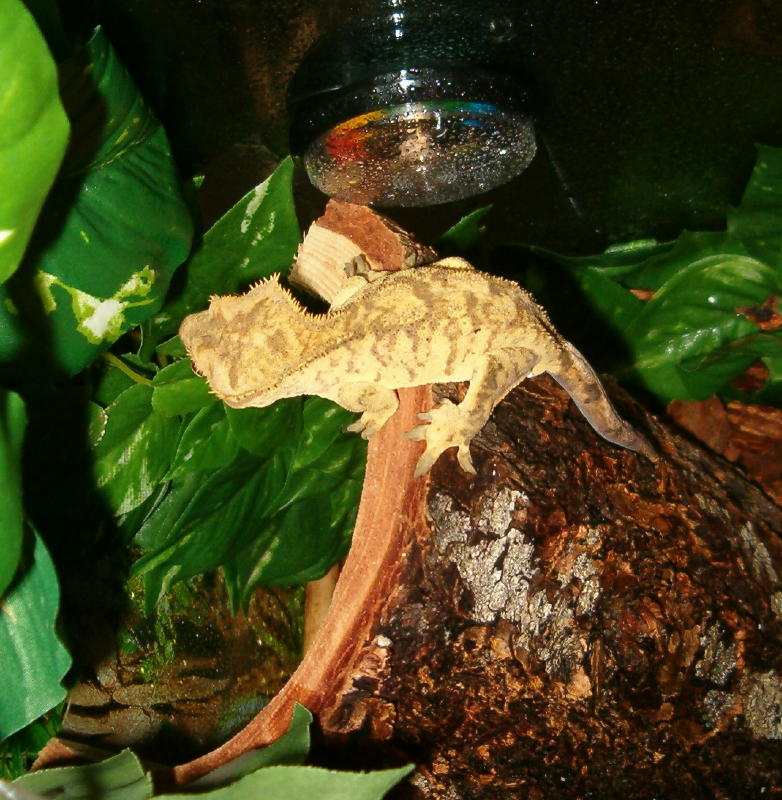 Our new Crestie