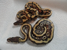 desert mojave